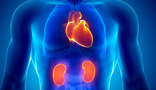 Sotagliflozin reduces adverse CVD events in patients with T2D and CKD