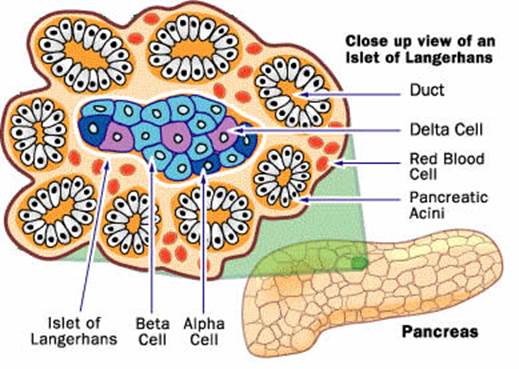 The Islets of Langerhans