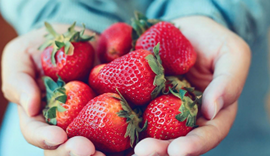 Strawberries improve insulin resistance, lipid profile, and serum PAI-1 in obese adults