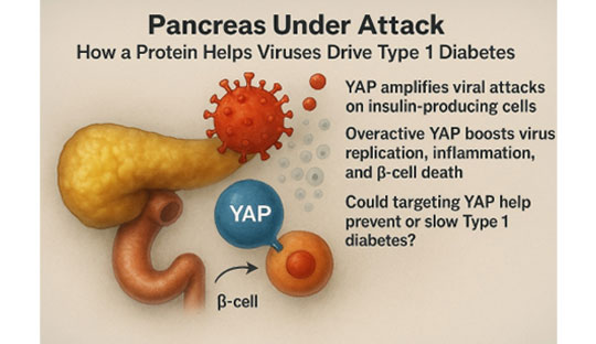 CRISPR-Engineered Islet Cells Evade